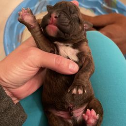 Conway Twitty - Brindle Boxer puppy in Willard, North Carolina from Boone’s Boxers of North Carolina