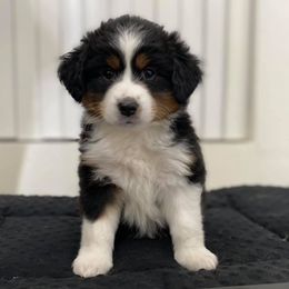 Miniature American Shepherd Puppies from Lynwood