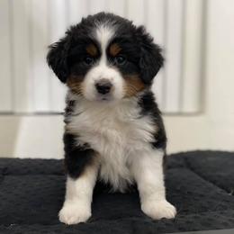 Miniature American Shepherd Puppies from Lynwood