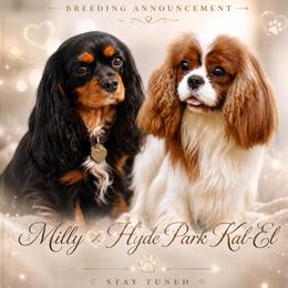 Cavalier King Charles Spaniel puppies from Cavaliers of Ranchwood Acres