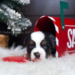 Pine - BTM - Black tri male Toy Australian Shepherd puppy in Oklahoma City, Oklahoma from Outland Toy & Mini Aussies