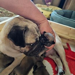 Baby girl - Fawn female Pug puppy in Kodak, Tennessee from My Princess Pugs