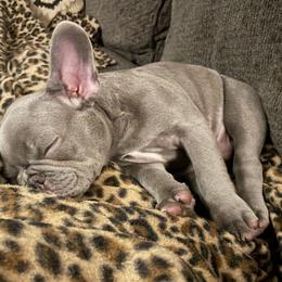 French Bulldog Puppies from Lilac City Frenchies