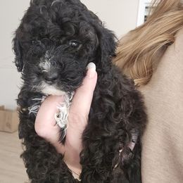 Beau - Black and white male Cockapoo puppy in Galena, Illinois from Perry's doodles