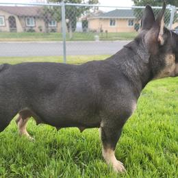 Monroe - French Bulldog