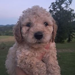 Wilbur - Cream male Cockapoo puppy in Mena, Arkansas from Ouachita River Cockapoos