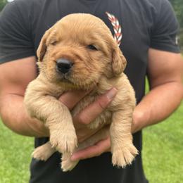 Blue Collar - male Golden Retriever puppy in Lincolnton, Georgia from Lincoln Kennels