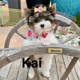 Kai - Black tan and white female Biewer Terrier puppy in Little Elm, Texas from Lilly's Biewer Terriers