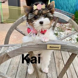 Kai - Black tan and white female Biewer Terrier puppy in Little Elm, Texas from Lilly's Biewer Terriers