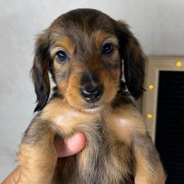 Letty - Sable female Dachshund puppy in Dickinson, Texas from Beth’s Doxieland