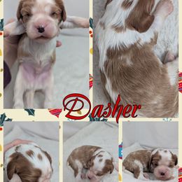 Dasher - Blenheim male Cavalier King Charles Spaniel puppy in Seymour, Missouri from Painted Blessing's AKC Cavaliers LLC