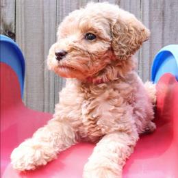Pink - Cream female Labradoodle puppy in Lexington Park, Maryland from SUNNY SIDE DOODLES