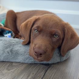 Purple - Chocolate female Labrador Retriever puppy in Newton Grove, Virginia from Wayalife Labradors & Gsp’s