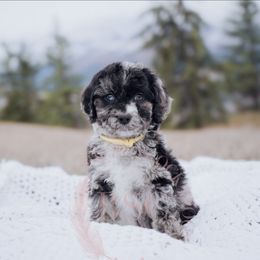 Yellow Collar - Merle Cockapoo puppy in Missoula, Montana from Big Sky Cockapoos