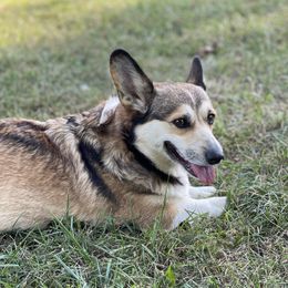 Dally - Pembroke Welsh Corgi