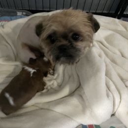 Penny - Shih Tzu