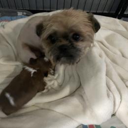 Penny - Shih Tzu