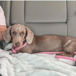 Ellie - Dachshund