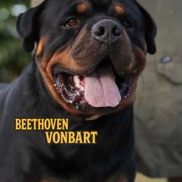 Beethoven - Rottweiler