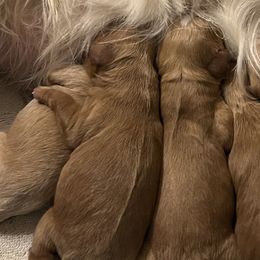 Cavapoo puppies from Poppy Garden Doodles