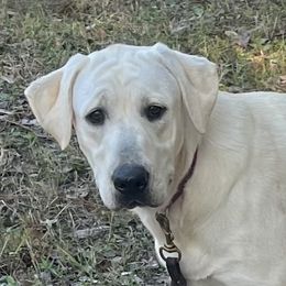 Lulu - Labrador Retriever