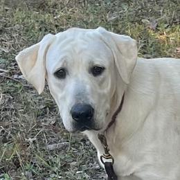 Lulu - Labrador Retriever