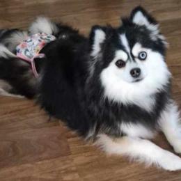 Blippie - Pomsky