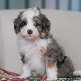 Flare - Merle male Bernedoodle puppy in Dundee, Ohio from Down Home Doodle