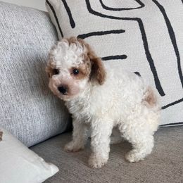 Dexter - Parti male Poodle puppy in Queen Creek, Arizona from Prestigious Toy Poodles