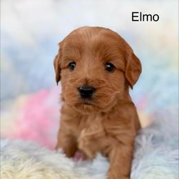 Elmo - Red male Australian Labradoodle puppy in Londonderry, New Hampshire from Granite State Labradoodles