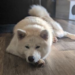 Kai - Akita