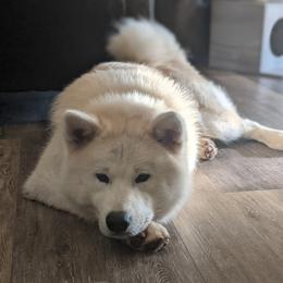 Kai - Akita