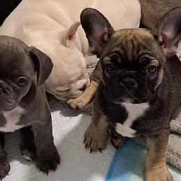 French Bulldogs from Melvin's Frenchies