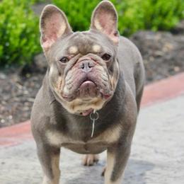 French Bulldog puppies from FurEver Canine