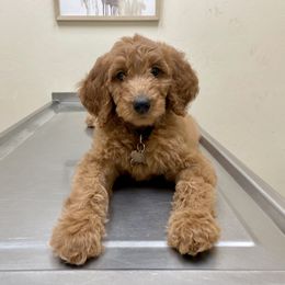 Goldendoodle Puppies from Cute as a Doodle