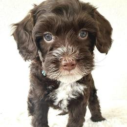 Ace - Brown and white male Bernedoodle puppy in Concord, California from Golden State Good Dogs