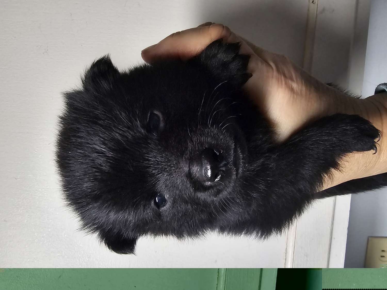 Buffalo (red collar) - Black Schipperke puppy in Alcester, South Dakota from Fischer Kennels