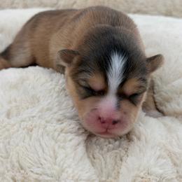 Clyde - Tri-color male Pomsky puppy in Eastman, Georgia from Once Upon A Pomsky