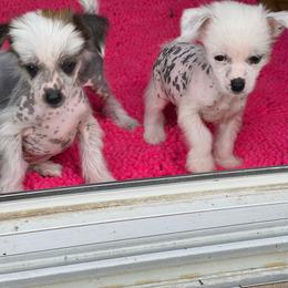 Tiny white girl - White female Chinese Crested puppy in Capac, Michigan from Puddles Palace Puppies