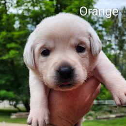 Orange collar - Yellow female Labrador Retriever puppy in Mossyrock, Washington from White River Labradors