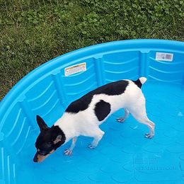 Toy Fox Terriers from TNTS TOY FOX TERRIERS