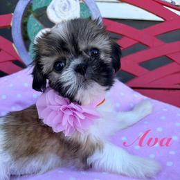 Ava - Liver female Shih Tzu puppy in Hemet, California from Aloha Shih Tzu