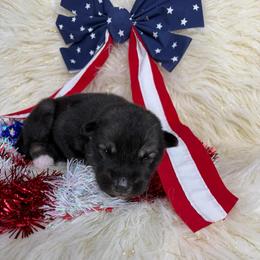 Corn - Agouti and white male Siberian Husky puppy in Folsom, Louisiana from Geaux Fluffy