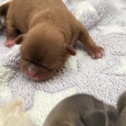 Boy 1 - Liver male Shih Tzu puppy in Rockville Centre, New York from Magnolia Tzus