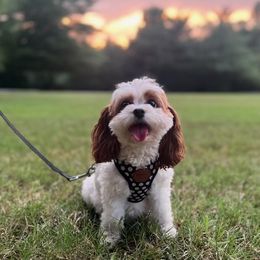 Kiera - Cavapoo
