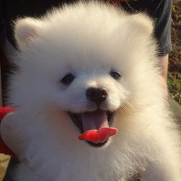 WHITE KEESHONDEN - White male Keeshond puppy in Fayetteville, Tennessee from Erbekees-Keeshonden