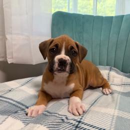 Boy 1 - Fawn male Boxer puppy in Prestonsburg, Kentucky from Bre’s Boxers