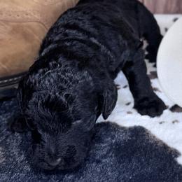 Johnny Cash - Black male Labradoodle puppy in Kingston, Georgia from CC Familydoodles