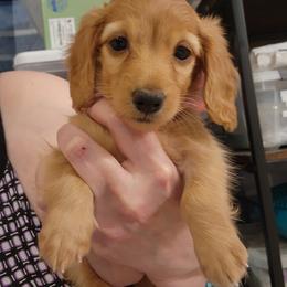 Dachshund Puppies from Queen City Dachshunds