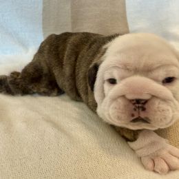 Alani - Brindle female Bulldog puppy in Murfreesboro, Tennessee from Teddy Bear Bulldogs